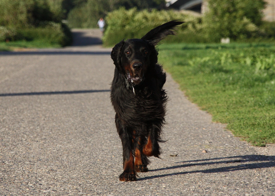 #45. Gordon setter (tie)
